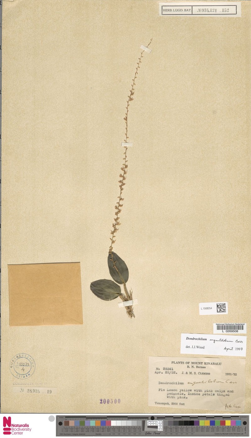 Coelogyne angustiloba photo 2