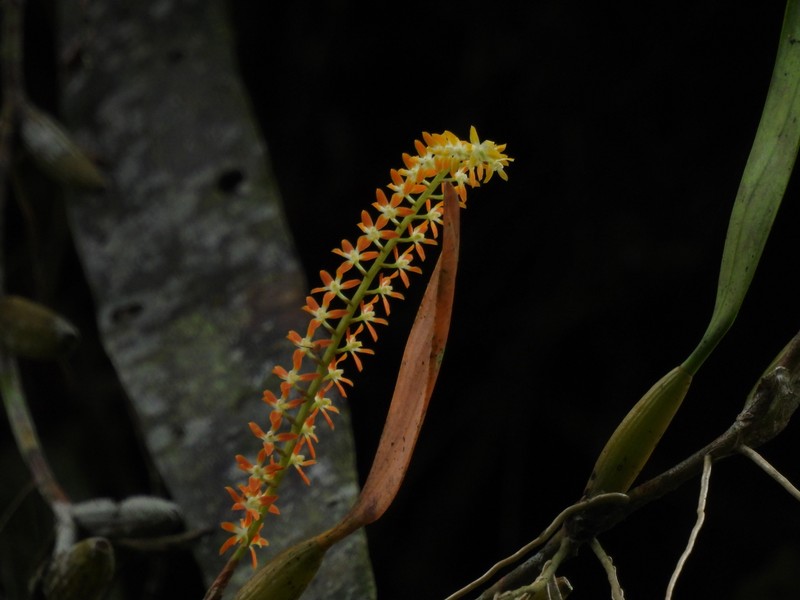 Coelogyne aurantiaca