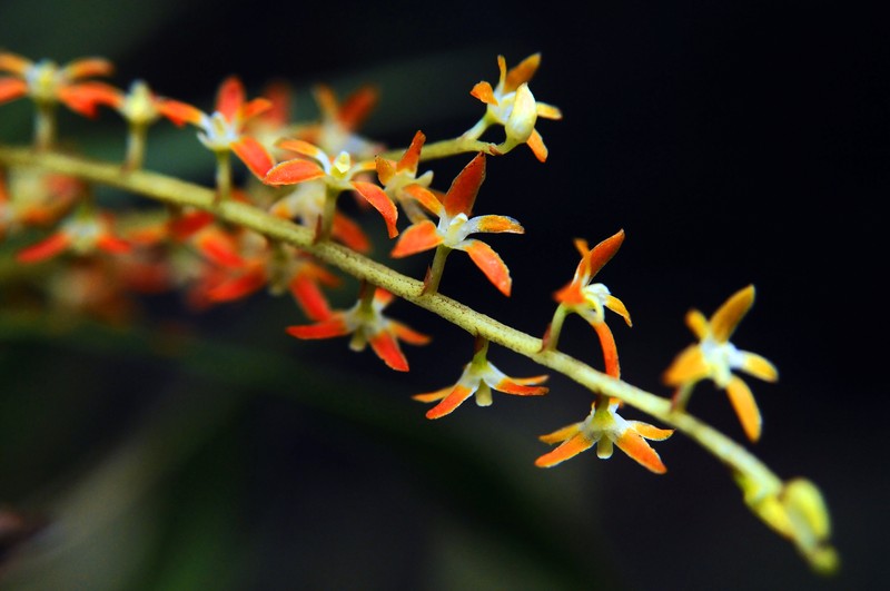 Coelogyne aurantiaca photo 2