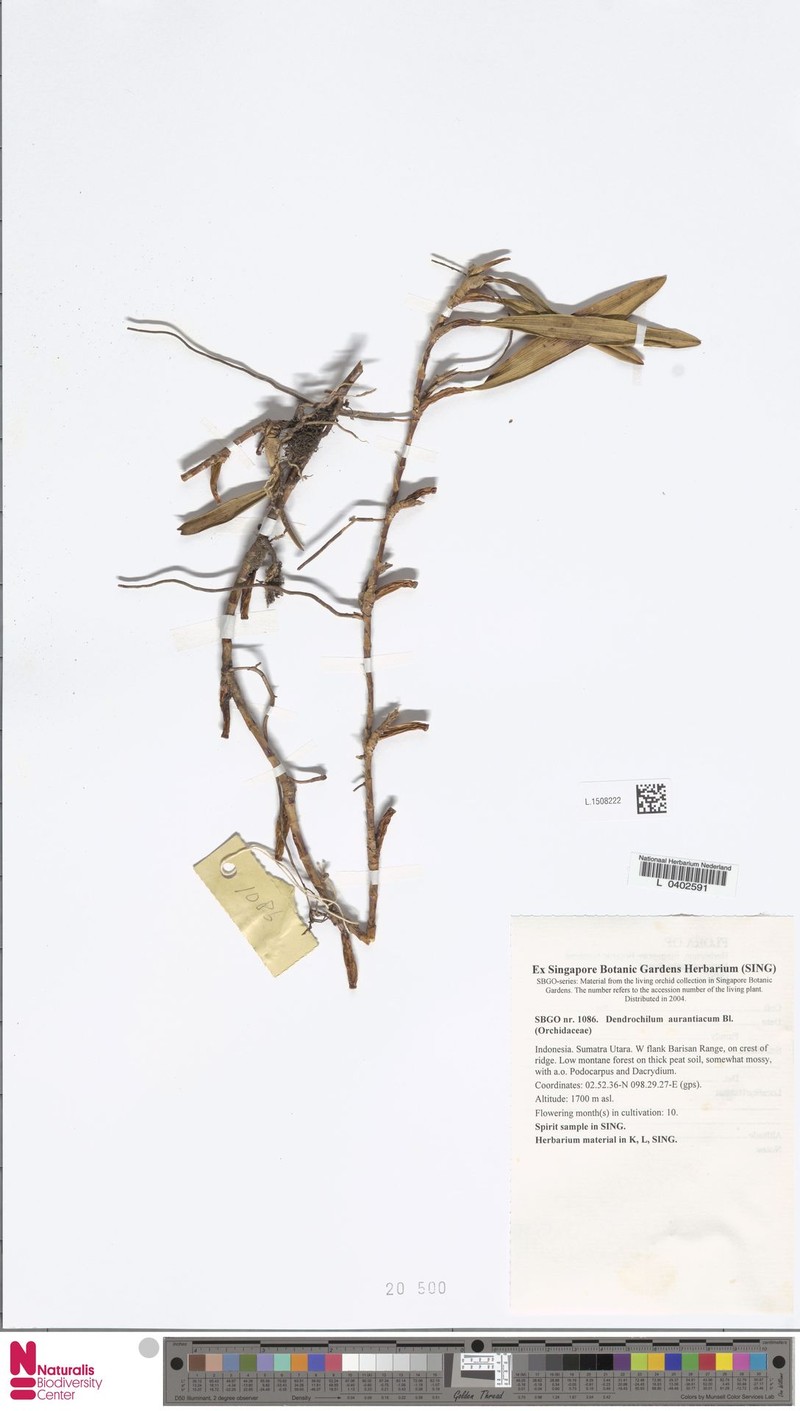 Coelogyne aurantiaca photo 3
