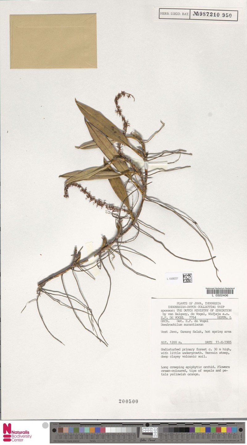 Coelogyne aurantiaca photo 4
