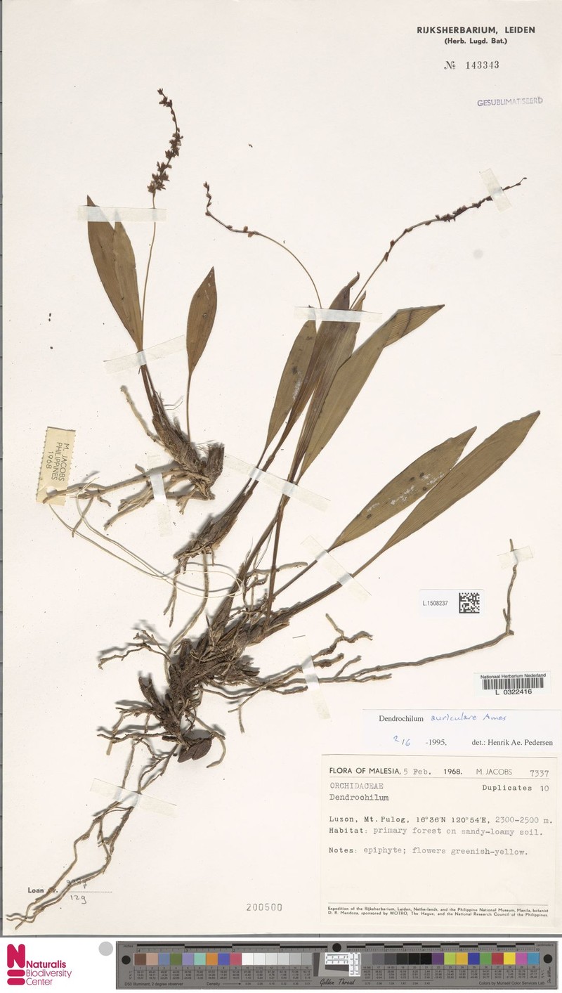 Coelogyne auricularis