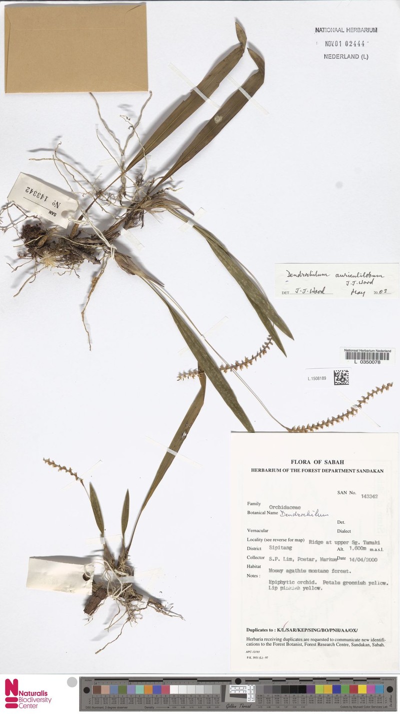 Coelogyne auriculiloba