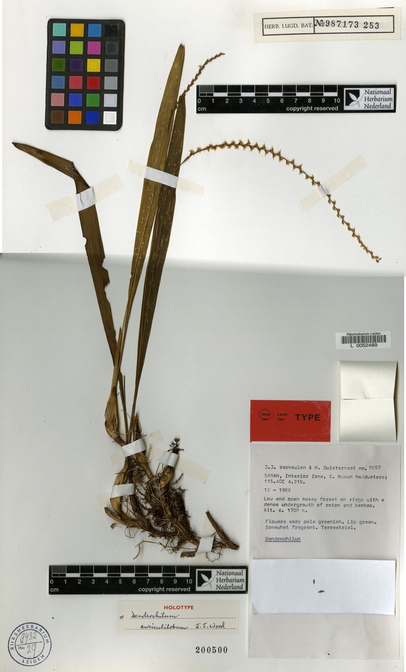Coelogyne auriculiloba photo 2