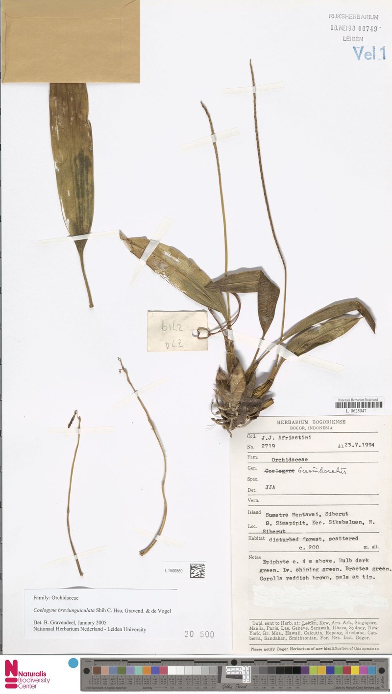 Coelogyne breviunguiculata