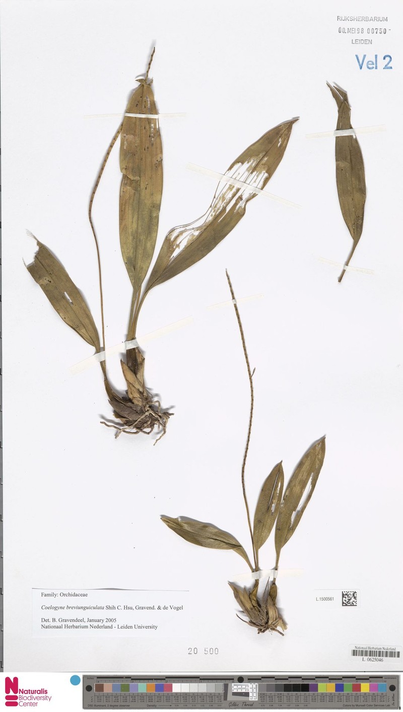 Coelogyne breviunguiculata photo 2