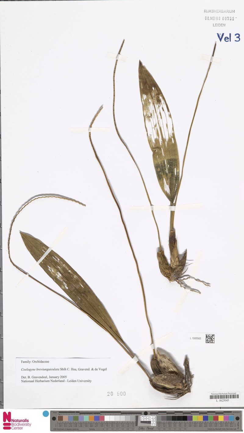 Coelogyne breviunguiculata photo 3
