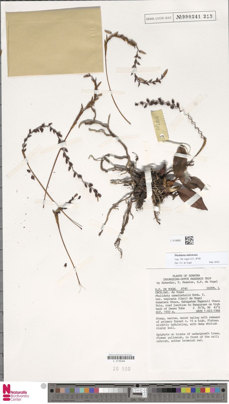 Coelogyne camelostalix var. vaginata