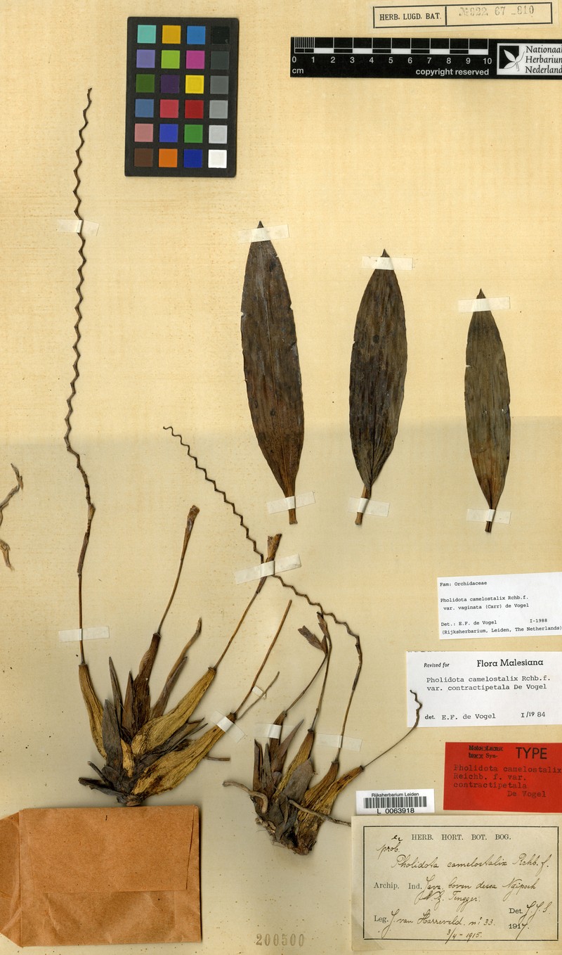 Coelogyne camelostalix var. vaginata photo 2