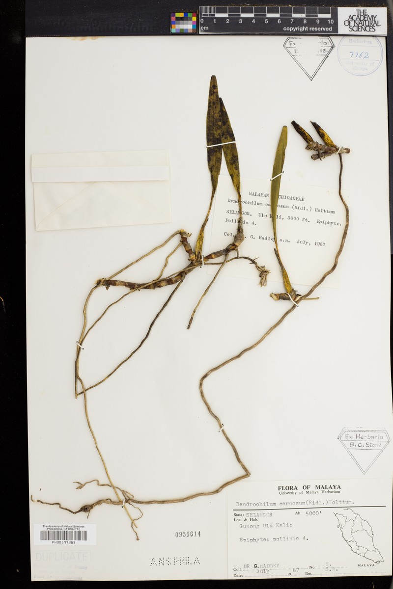 Coelogyne carnosa