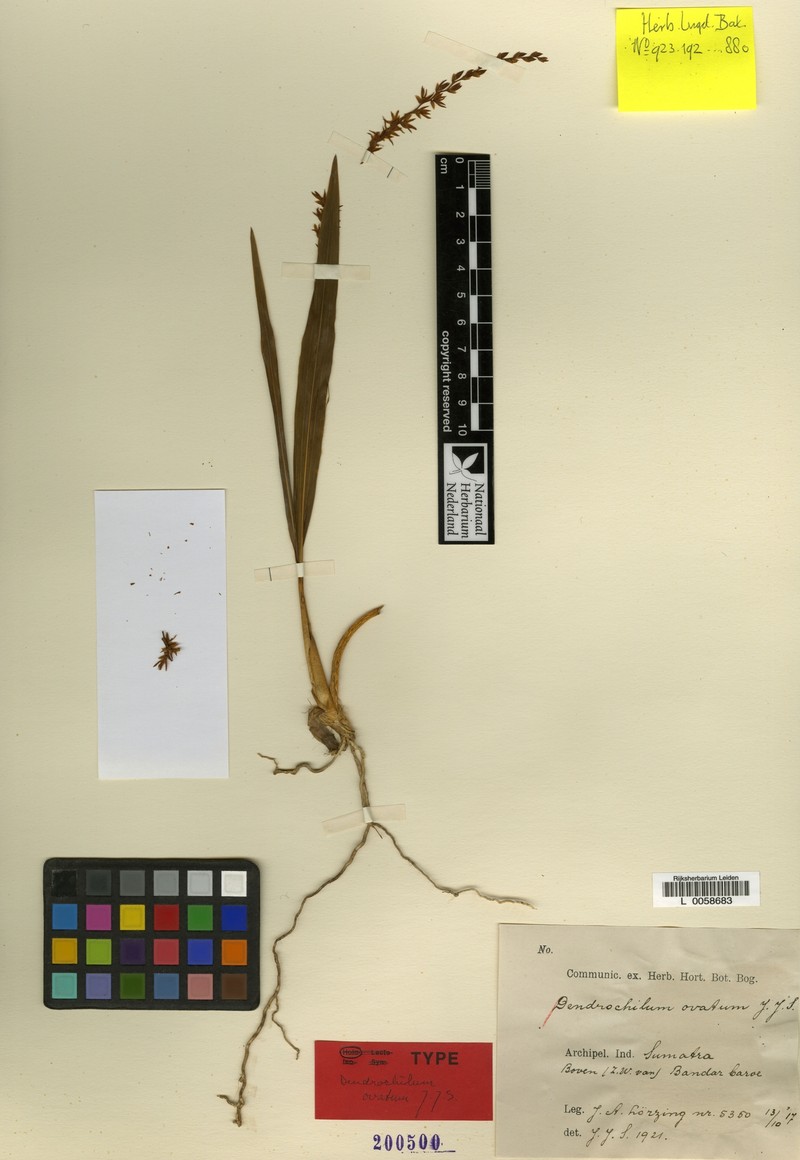 Coelogyne carnosulilabra