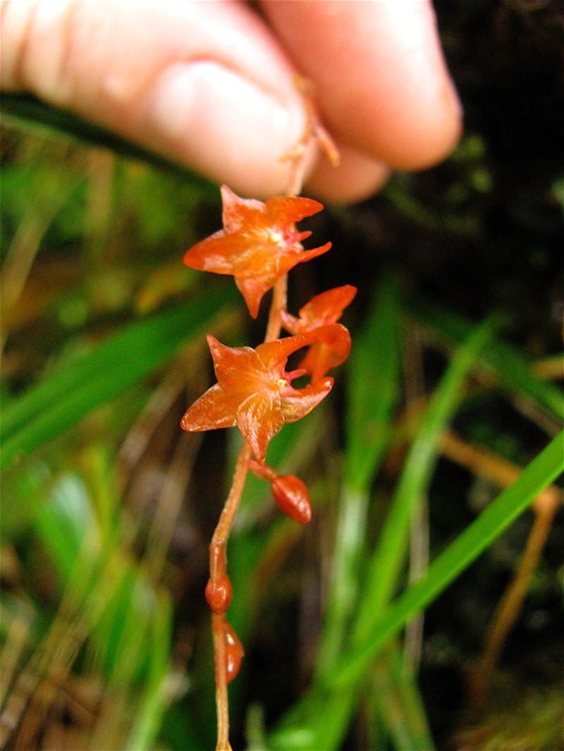 Coelogyne cinnabarina