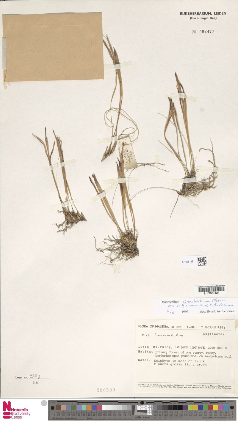 Coelogyne cinnabarina var. sanguineum