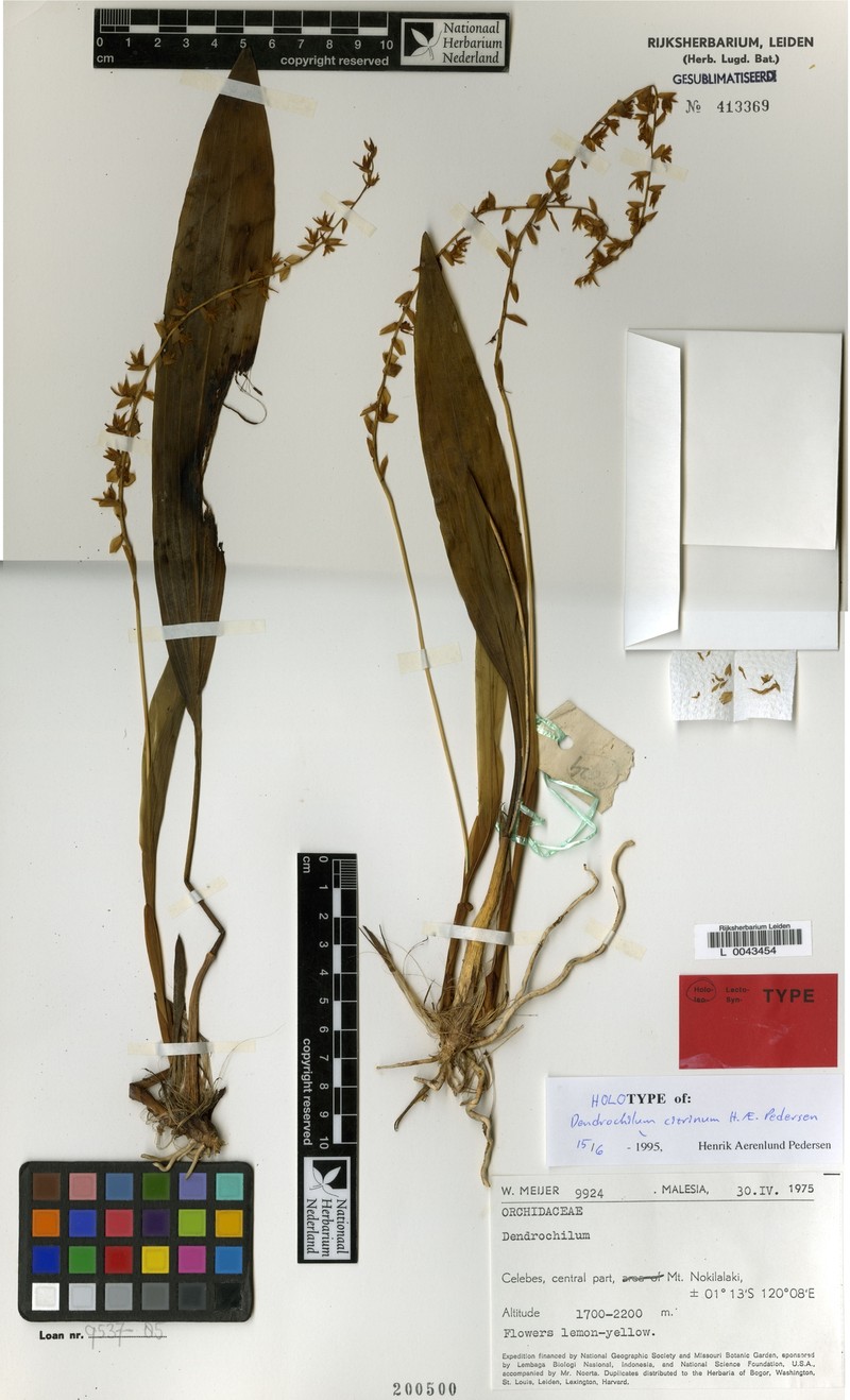 Coelogyne citrina