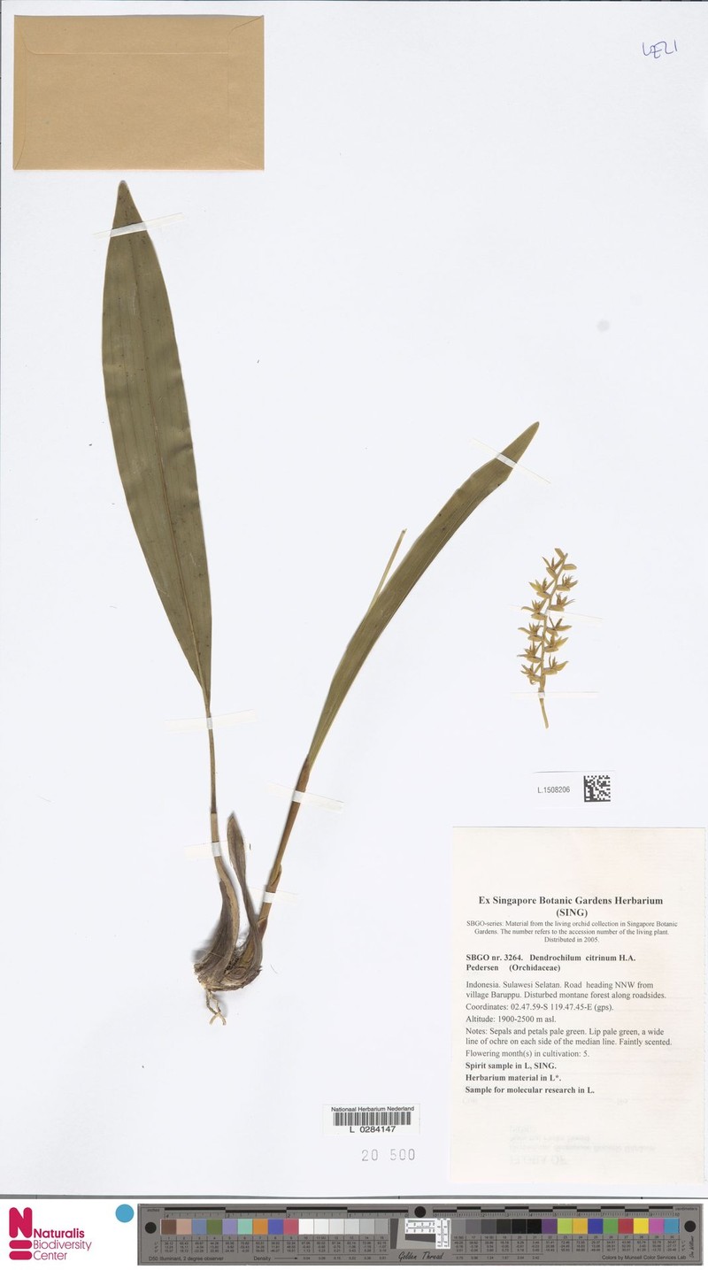 Coelogyne citrina photo 2