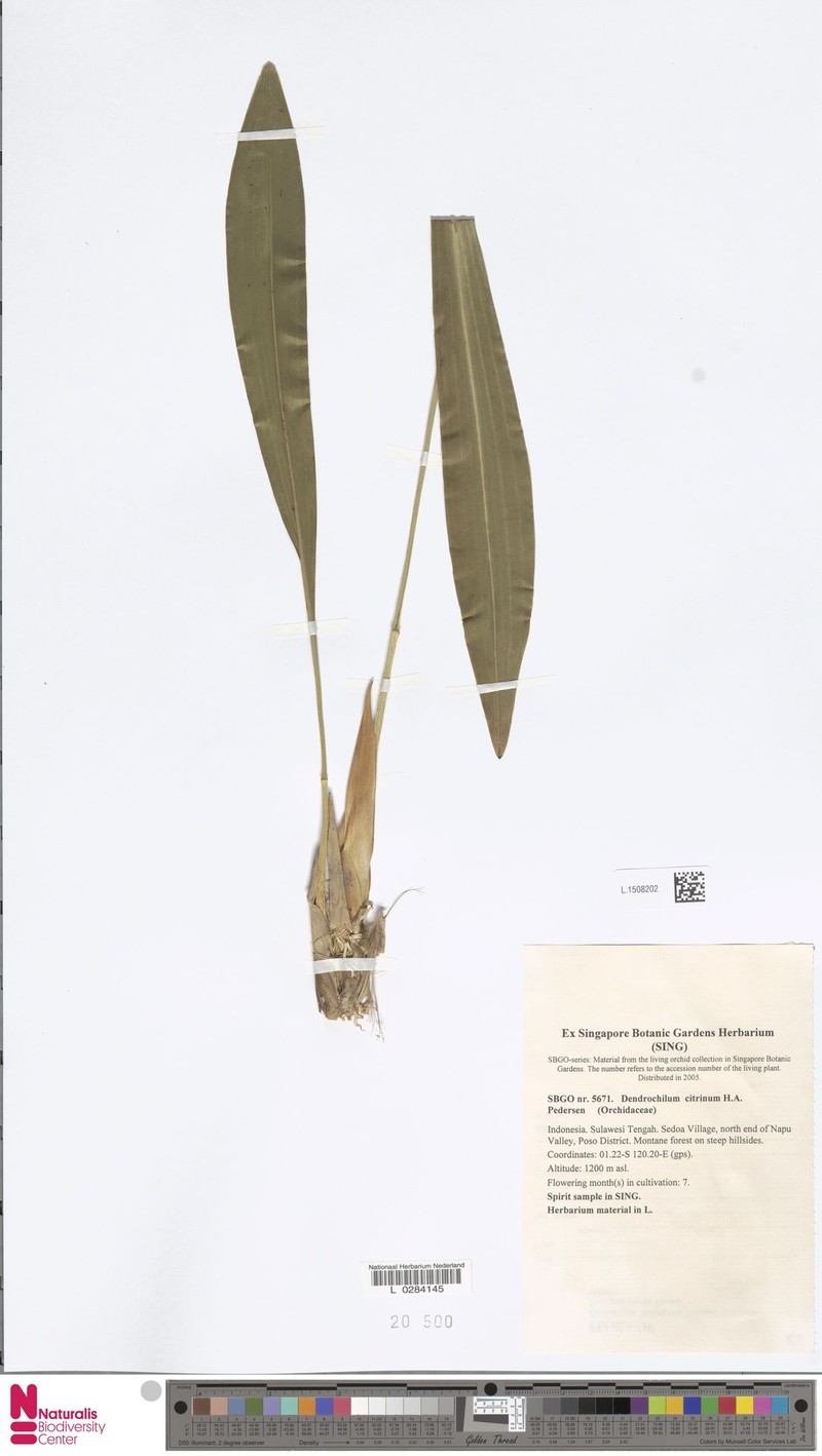 Coelogyne citrina photo 3