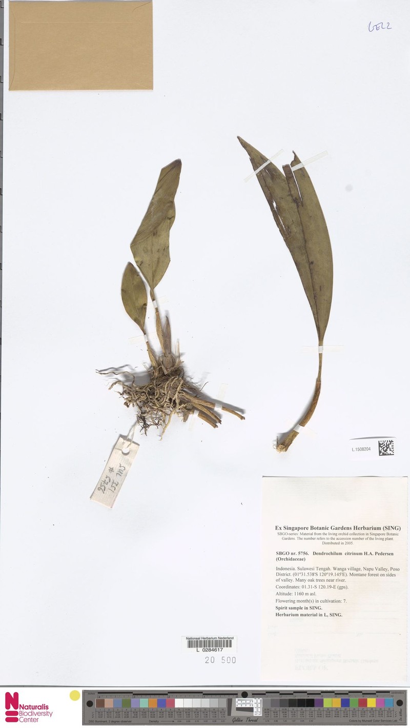 Coelogyne citrina photo 4