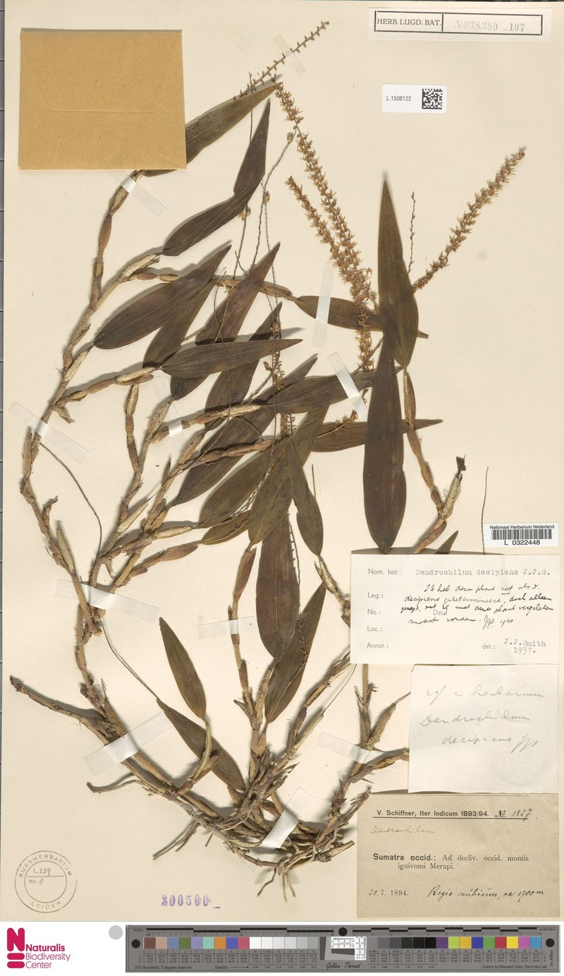 Coelogyne clandestina photo 2