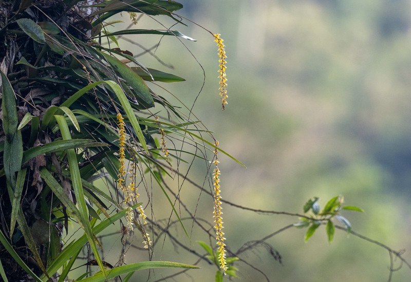 Coelogyne cobbiana