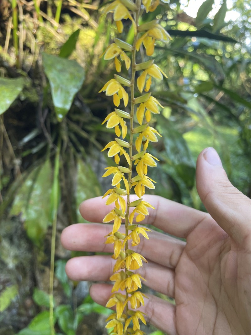 Coelogyne cobbiana photo 2