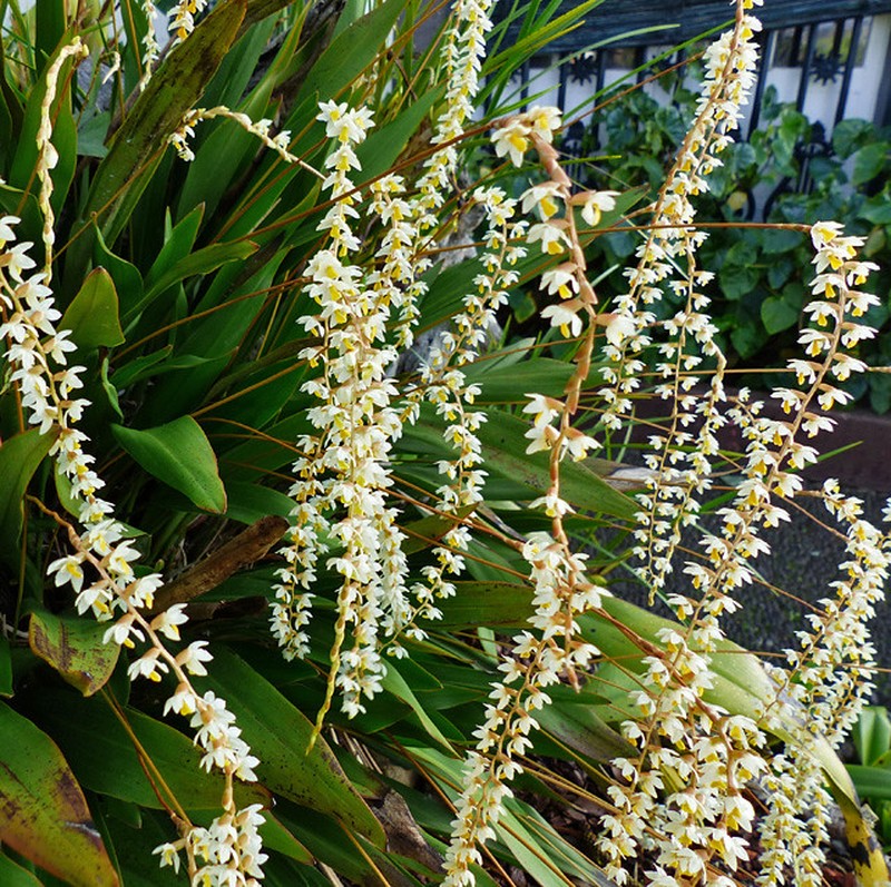 Coelogyne cobbiana photo 3
