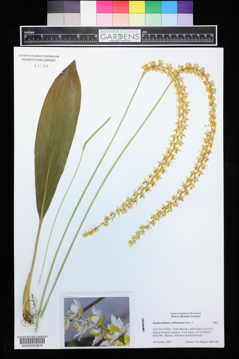 Coelogyne cobbiana photo 4