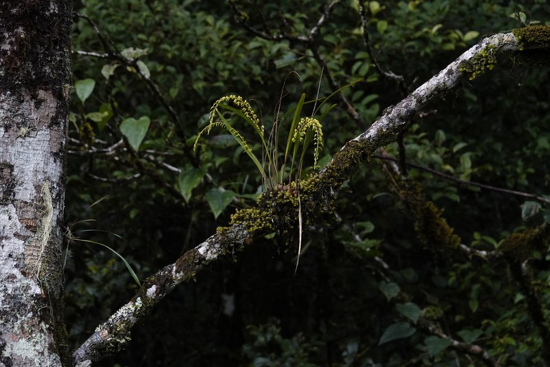 Coelogyne complanata