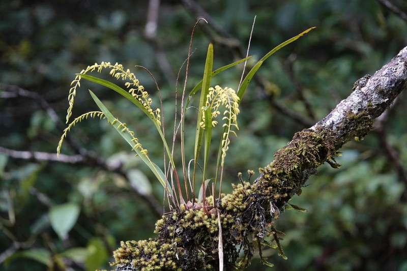 Coelogyne complanata photo 2
