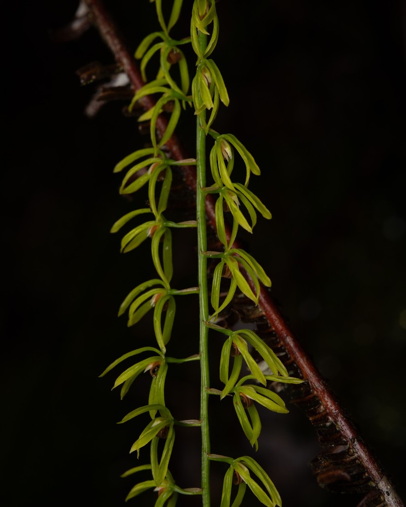 Coelogyne complanata photo 3