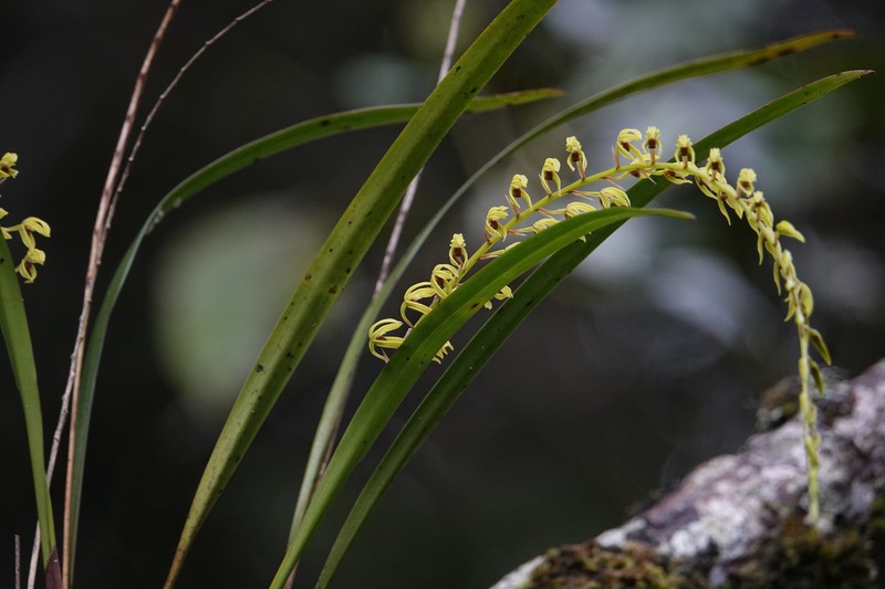 Coelogyne complanata photo 4