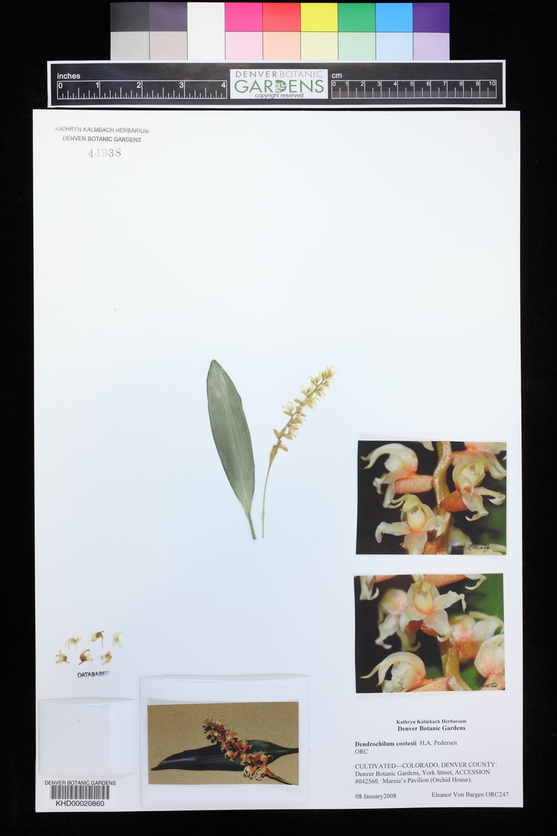 Coelogyne cootesii photo 2