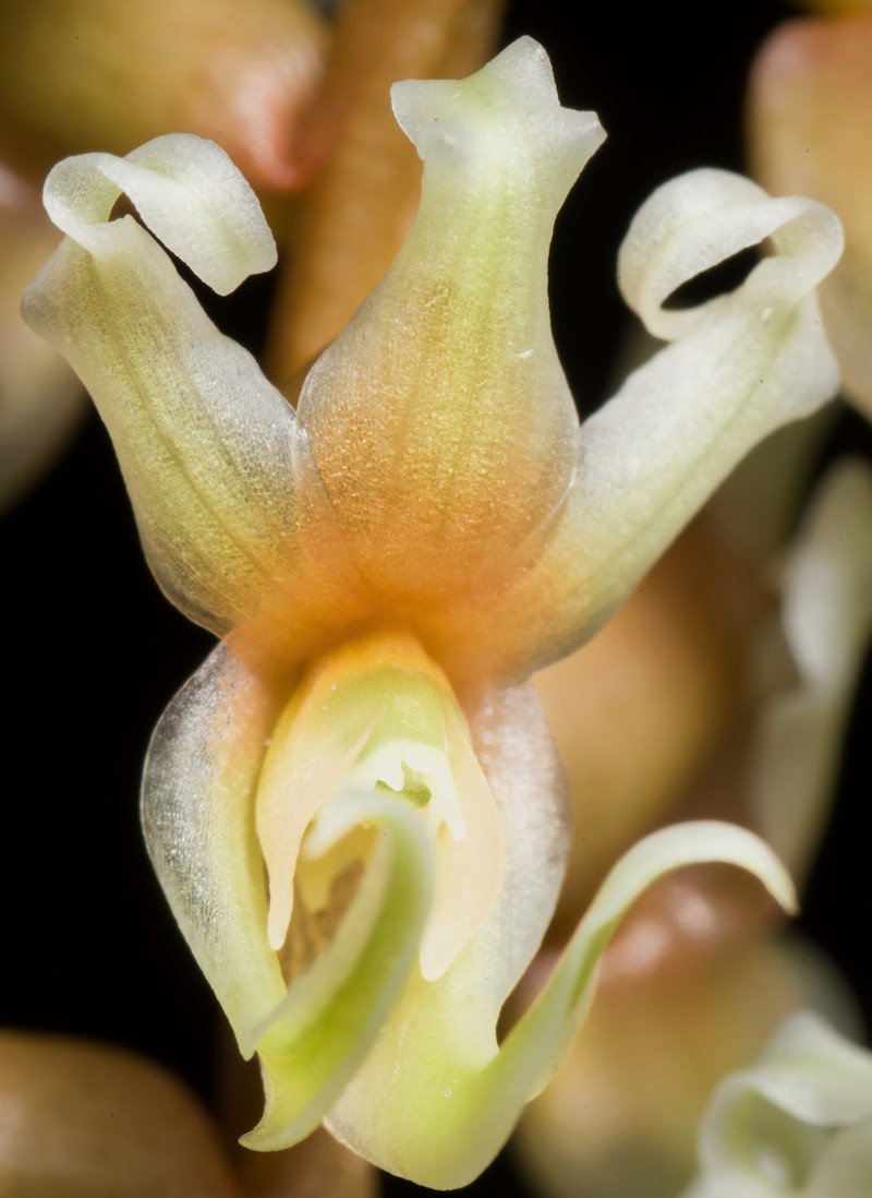 Coelogyne cootesii