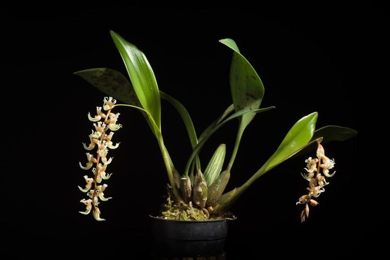 Coelogyne cootesii photo 3
