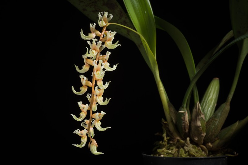 Coelogyne cootesii photo 4
