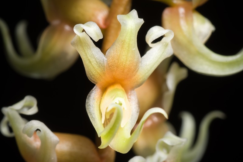 Coelogyne cootesii photo 5
