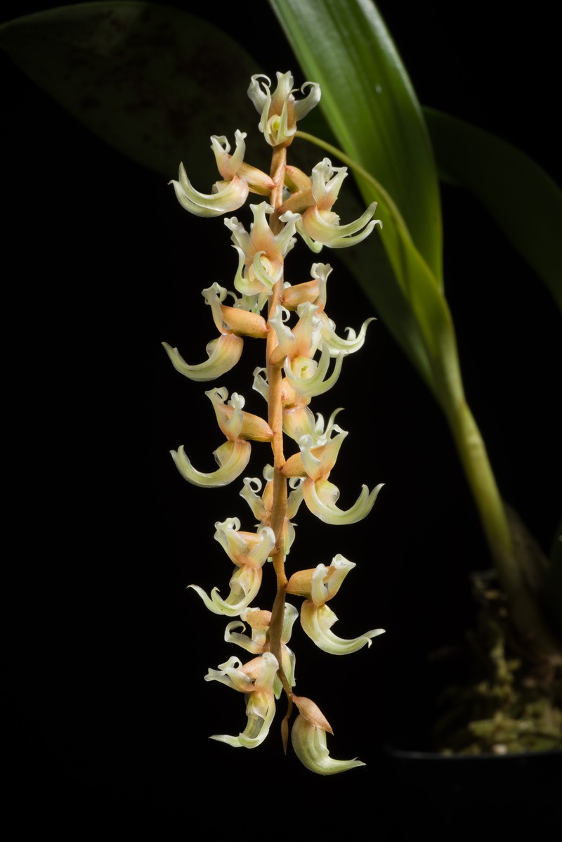 Coelogyne cootesii photo 6