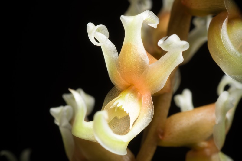 Coelogyne cootesii photo 7