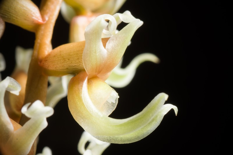 Coelogyne cootesii photo 8