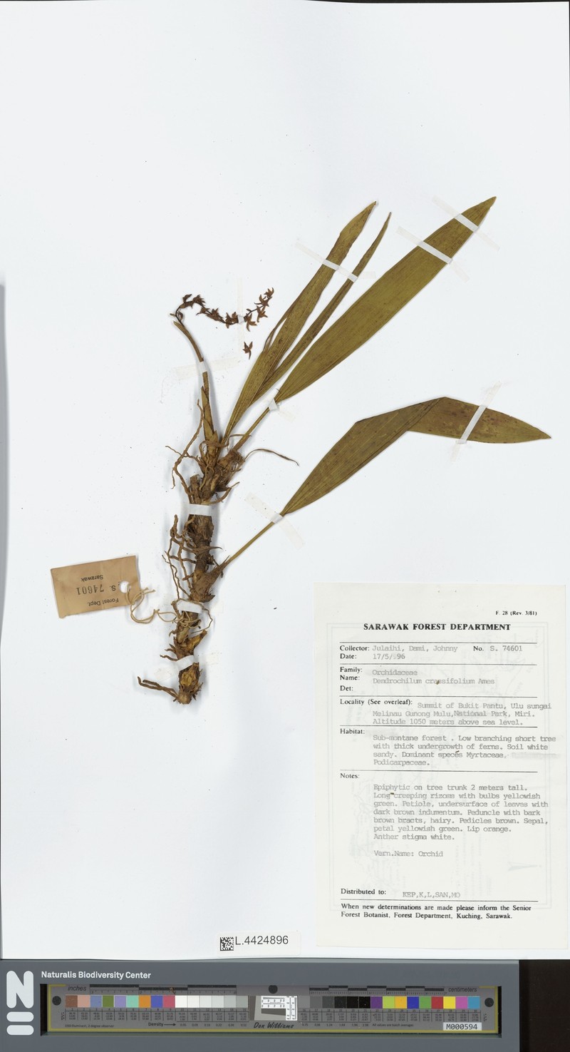 Coelogyne coriacea