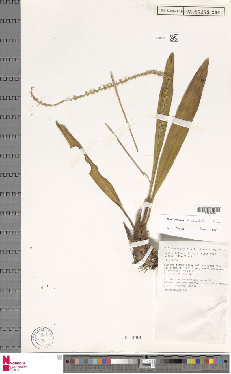 Coelogyne coriacea photo 2