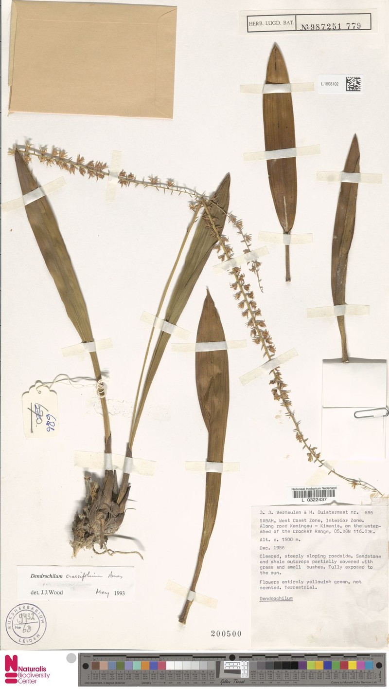 Coelogyne coriacea photo 3