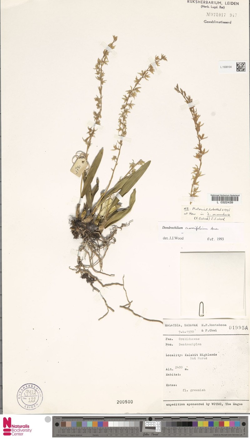 Coelogyne coriacea photo 4