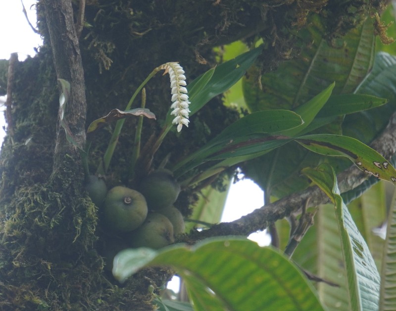Coelogyne cornuta