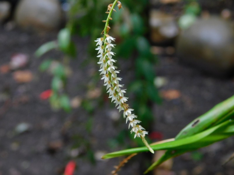 Coelogyne cornuta photo 2