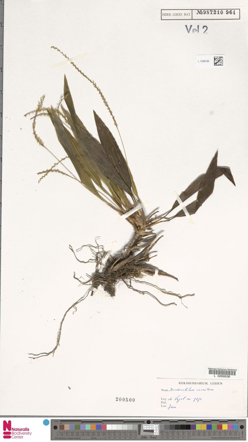 Coelogyne cornuta photo 3