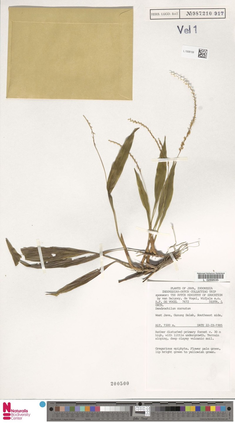 Coelogyne cornuta photo 4
