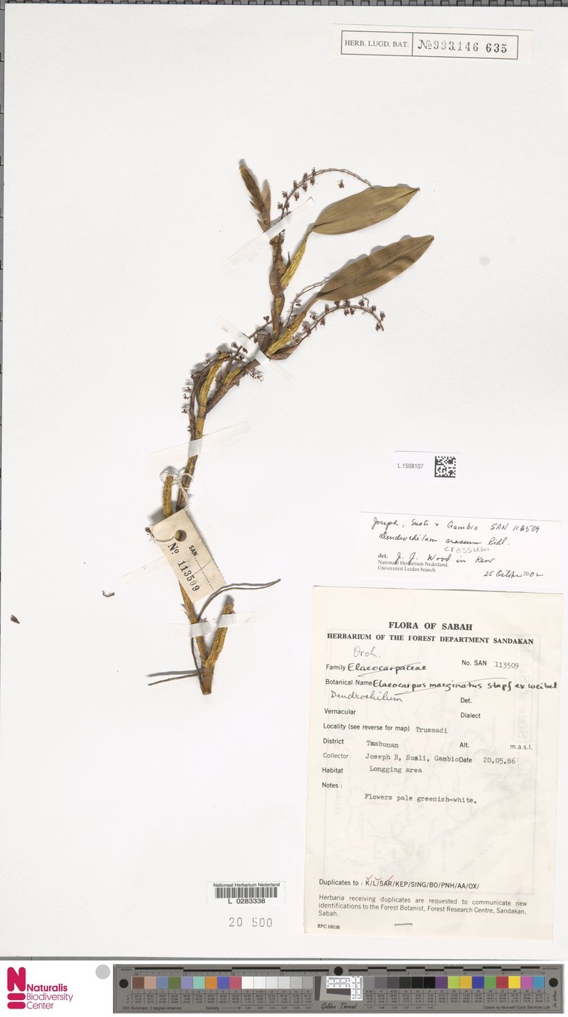 Coelogyne crassa