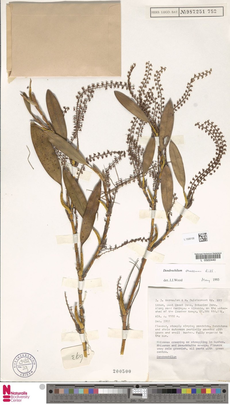 Coelogyne crassa photo 2