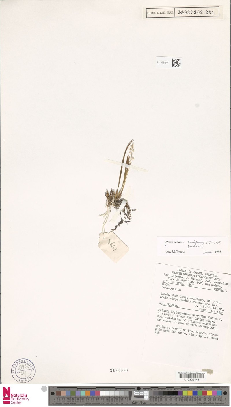 Coelogyne cruciformis