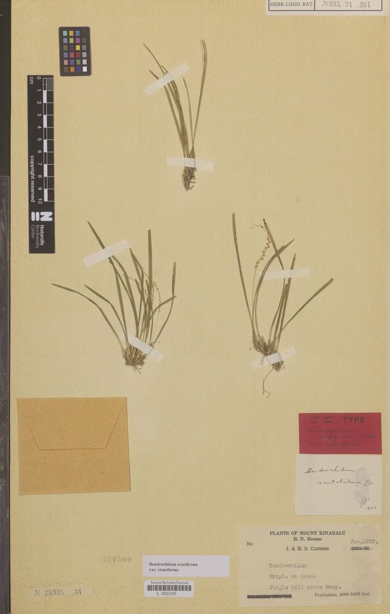 Coelogyne cruciformis photo 2